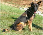 Small Photo #4 Mutt Puppy For Sale in Linton, IN, USA