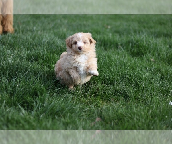 Medium Photo #16 Pom-A-Poo Puppy For Sale in BREMEN, IN, USA