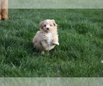 Small Photo #16 Pom-A-Poo Puppy For Sale in BREMEN, IN, USA