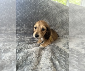 Dachshund Puppy for sale in MEMPHIS, TN, USA