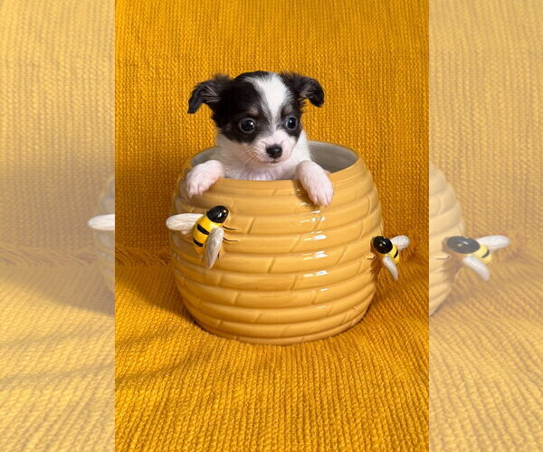Medium Photo #2 Chiranian Puppy For Sale in Grafton, WI, USA