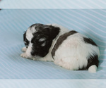 Small Photo #6 Zuchon Puppy For Sale in ELKTON, KY, USA