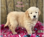 Small Golden Retriever