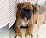 Puppy Kuma Boxer