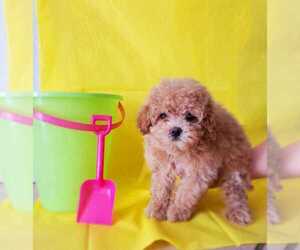Maltipoo-Poodle (Miniature) Mix Puppy for sale in FONTANA, CA, USA