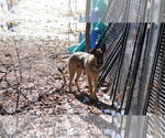 Small #26 German Shepherd Dog