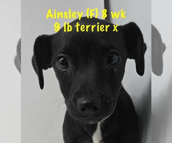 Medium Photo #1 Mutt Puppy For Sale in pomfret, CT, USA