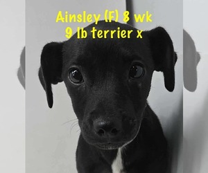 Mutt Dogs for adoption in pomfret, CT, USA