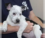 Small #2 Dalmatian Mix