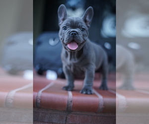 French Bulldog Puppy for sale in EL MONTE, CA, USA