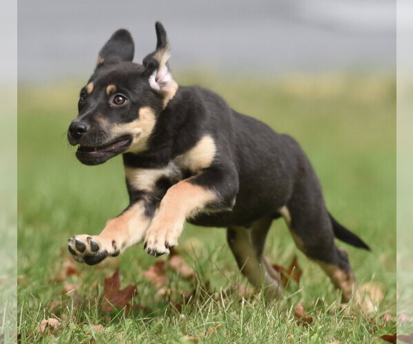 Medium Photo #14 Australian Shepherd-Unknown Mix Puppy For Sale in Mechanicsburg, PA, USA