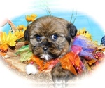 Small Photo #1 Zuchon Puppy For Sale in HAMMOND, IN, USA