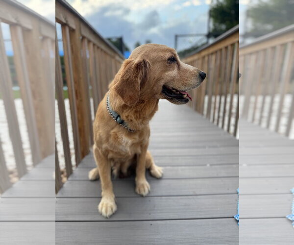 Medium Photo #1 Mutt Puppy For Sale in Bonita Springs, FL, USA