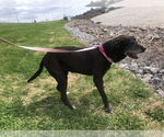 Small #6 Coonhound