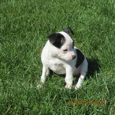 Chihuahua Puppy for sale in MANHEIM, PA, USA