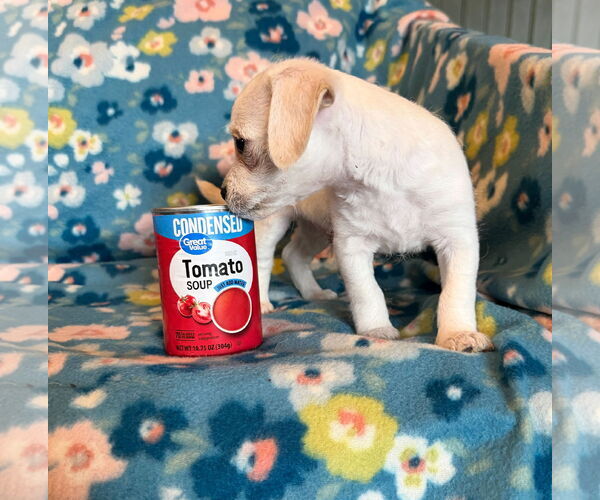 Medium Photo #2 Chihuahua-Unknown Mix Puppy For Sale in Pacolet, SC, USA