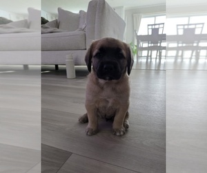 Cocker Spaniel-German Shepherd Dog Mix Puppy for sale in GODLEY, TX, USA