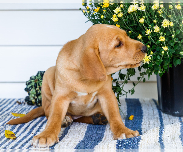 Medium Photo #3 Golden Retriever-Jack Russell Terrier Mix Puppy For Sale in WAKARUSA, IN, USA