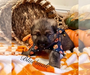 German Shepherd Dog Puppy for sale in RUSKIN, FL, USA