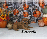 Small #12 Cavalier King Charles Spaniel