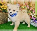 Small #2 Pomeranian