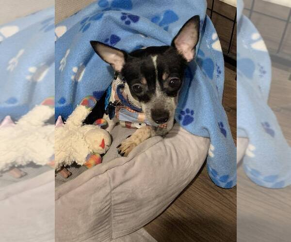 Medium Photo #6 Rat-Cha Puppy For Sale in Mundelein, IL, USA