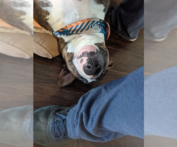 Medium Photo #4 Bull Terrier Puppy For Sale in Aurora, CO, USA
