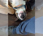 Small #3 Bull Terrier