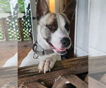 Small #1 Akita Mix