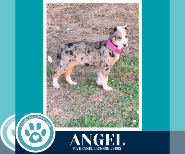 Medium Photo #3 Mutt Puppy For Sale in Kimberton, PA, USA