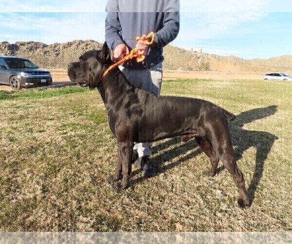 Medium Photo #1 Cane Corso Puppy For Sale in APPLE VALLEY, CA, USA