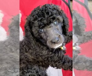 Poodle (Standard) Puppy for sale in COVINGTON, GA, USA