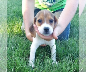 Beagle Puppy for sale in AINSWORTH, NE, USA
