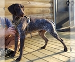 Small Photo #1 German Shorthaired Pointer Puppy For Sale in ARDEN, NC, USA