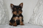 Small #7 Yorkshire Terrier