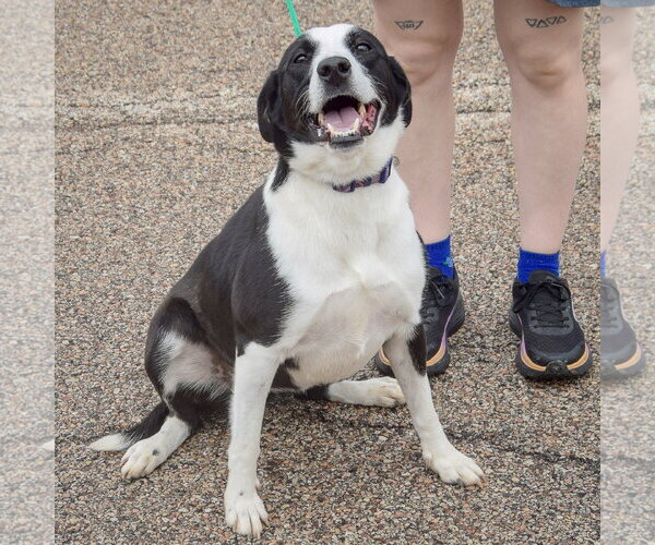 Medium Photo #3 Border Collie-Unknown Mix Puppy For Sale in Huntley, IL, USA