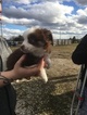 Small Photo #7 Australian Shepherd Puppy For Sale in STRAFFORD, MO, USA