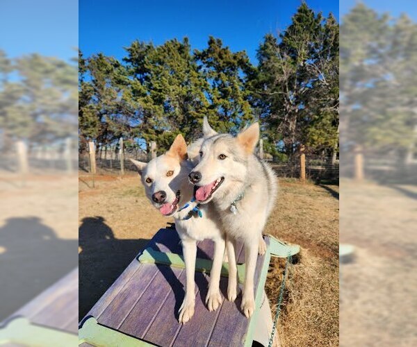 Medium Photo #3 Siberian Husky-Unknown Mix Puppy For Sale in Winter Park, CO, USA