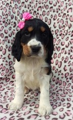 English Springer Spaniel Puppy for sale in EDEN, PA, USA