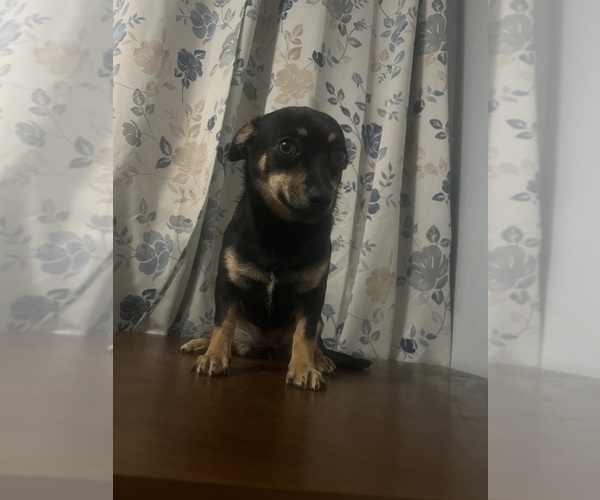 Medium Photo #6 Chihuahua Puppy For Sale in DURHAM, CT, USA