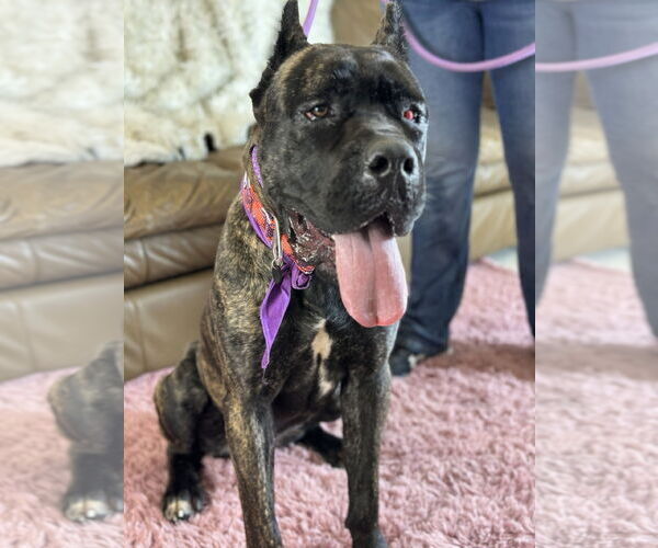Medium Photo #8 Mutt Puppy For Sale in Goodyear, AZ, USA