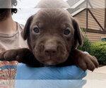 Small #2 Labrador Retriever Mix