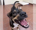 Small #3 Bernese Mountain Dog-Labrador Retriever Mix