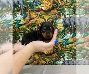 Dachshund Puppy for sale in WINNSBORO, LA, USA