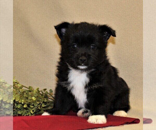 Medium Photo #1 Chinese Crested-Schipperke Mix Puppy For Sale in MYERSTOWN, PA, USA