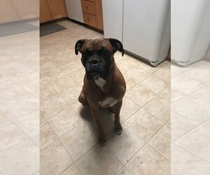 Father of the Boxer puppies born on 03/31/2019