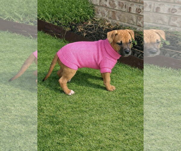 Medium Photo #3 Mutt Puppy For Sale in Euless, TX, USA