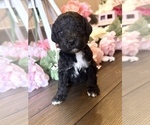 Small Photo #4 Goldendoodle Puppy For Sale in SUMTER, SC, USA
