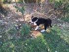 Small Photo #11 Border Collie Puppy For Sale in GUSTINE, CA, USA
