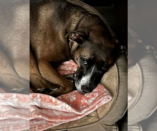 Medium Photo #3 Bulloxer Puppy For Sale in Royal Palm Beach, FL, USA